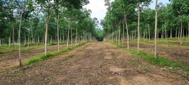 ประกาศฟรี! ซื้อ-ขาย-เช่า คอนโด บ้าน ทาวน์โฮม ที่ดิน และพื้นที่เชิงพาณิชย์ทั่วประเทศไทย ทุกทำเล ทุกงบประมาณ ไม่มีค่าใช้จ่าย ลงง่าย ขายไว เข้าถึงผู้ซื้อโดยตรง 2 493690pic1.jpg