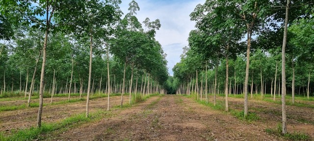 ประกาศฟรี! ซื้อ-ขาย-เช่า คอนโด บ้าน ทาวน์โฮม ที่ดิน และพื้นที่เชิงพาณิชย์ทั่วประเทศไทย ทุกทำเล ทุกงบประมาณ ไม่มีค่าใช้จ่าย ลงง่าย ขายไว เข้าถึงผู้ซื้อโดยตรง 3 493690pic2.jpg