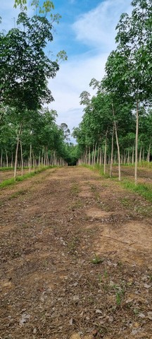 ประกาศฟรี! ซื้อ-ขาย-เช่า คอนโด บ้าน ทาวน์โฮม ที่ดิน และพื้นที่เชิงพาณิชย์ทั่วประเทศไทย ทุกทำเล ทุกงบประมาณ ไม่มีค่าใช้จ่าย ลงง่าย ขายไว เข้าถึงผู้ซื้อโดยตรง 4 493690pic3.jpg