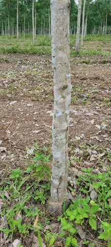 ประกาศฟรี! ซื้อ-ขาย-เช่า คอนโด บ้าน ทาวน์โฮม ที่ดิน และพื้นที่เชิงพาณิชย์ทั่วประเทศไทย ทุกทำเล ทุกงบประมาณ ไม่มีค่าใช้จ่าย ลงง่าย ขายไว เข้าถึงผู้ซื้อโดยตรง 5 493690pic4.jpg